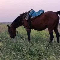 مادیان ترکی قدیمی|اسب و تجهیزات اسبسواری|ارژن, |دیوار