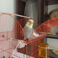 عروس هلندی