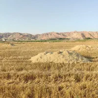 کاه  درجه 1