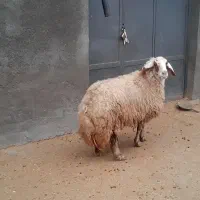 گوسفند سنجابی