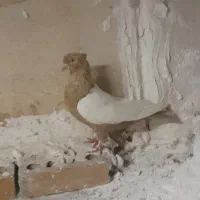 ماده‌سینه‌زرد