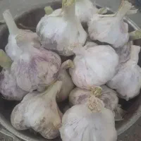 فروش سیر محلی