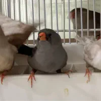 فنچ شارکول جوجه خط خونی انگلیسی|پرنده|مشهد, دانشجو|دیوار