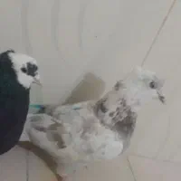 دوتاکبوترنرگرفتنی حریف هردوتاش نربغورمست|پرنده|جغتای, |دیوار