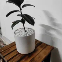 گل و گلدان مناسب هدیه|گل و گیاه طبیعی|یزد, |دیوار