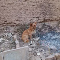 سگ پاکوتاه|سگ|بروجرد, |دیوار