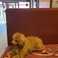 پودل عروسکی ( توی ) دارک رد نژاد اصیل|سگ|یزد, |دیوار