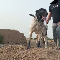 سگ پژدر سراب نر اصیل