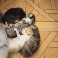 واگذاری گربه مادر بهمراه 5 بچه