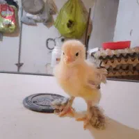 فروش مرغ و جوجه برهما و سسار،،و دستگاه جوجه کشی|حیوانات مزرعه|مشگین شهر, |دیوار