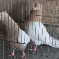 نرا ماده کله زرد و سینه دم قهوای
