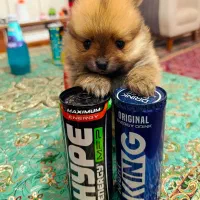 توله پامرانین