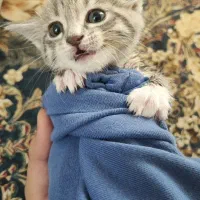 گربه خاص|گربه|اردبیل, |دیوار