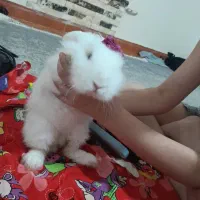 خر گوش|موش و خرگوش|تهران, بیسیم|دیوار