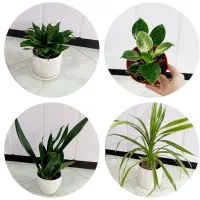 گل‌های آپارتمانی - گلدان - هدیه