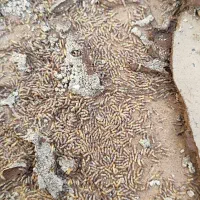 سمپاشی موریانه ساس سوسک سمپاشی ضمانتی|خدمات نظافت|بندر ماهشهر, |دیوار