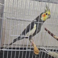 عروس هلندی سینامون