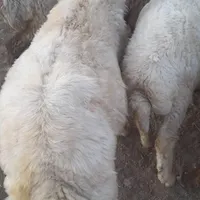 بره ماده قوچ میش گاو گوسفند بزغاله بز|حیوانات مزرعه|کرمانشاه, |دیوار