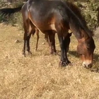 قاطر ۱۵ ماهه پر زور