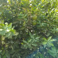 اجاره باغ مرکبات|خدمات باغبانی و درختکاری|نورآباد ممسنی, |دیوار