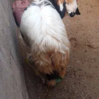 بره و‌میش|حیوانات مزرعه|مسجد سلیمان, |دیوار