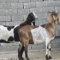 3عدد بز پاکستانی|حیوانات مزرعه|چغادک, |دیوار