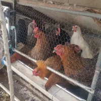 خروس و مرغ محلی و ایام سمانی|حیوانات مزرعه|طرقبه, |دیوار