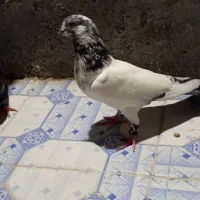 پاکستانی