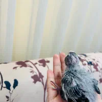 جوجه عروس هلندی سرلاکی|پرنده|رشت, شهریاران|دیوار