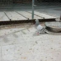 پرنده|پرنده|فسا, |دیوار