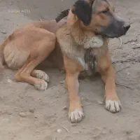 واگذاری سگ نگهبان