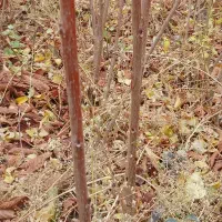 نهال گیلاس و آلبالو