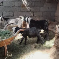 ۱۵ عدد گوسفند نر به فروش میرسد