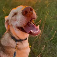 مربی سگ / آموزش سگ /تربیت سگ|خدمات آموزشی|ساری, |دیوار