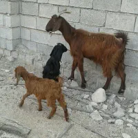 بزابستن با دوکهره ماده