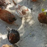 مرغ محلی تخم گذار