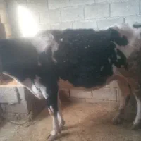 گاو وگوساله ماده|حیوانات مزرعه|کامیاران, |دیوار