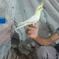 عروس هلندی|پرنده|زابل, |دیوار