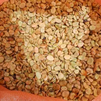 بذر پاخلا|خدمات باغبانی و درختکاری|پارسآباد, |دیوار