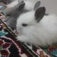 بچه خرگوش