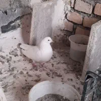فروش کبوتر