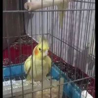 طوطی عروهلندی