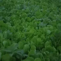 نهال کاهو کرجی اماده نشاء