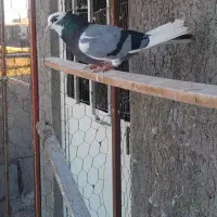 کفتر پرشی ماهدشت