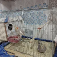 عروس هلندی|پرنده|لامرد, |دیوار