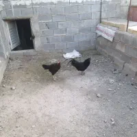فروش یامعاوضه خروس ایام سمانی بالغ