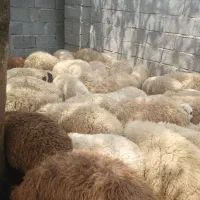 بره  علف خوار