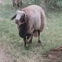 قوچ|حیوانات مزرعه|ریگان, |دیوار