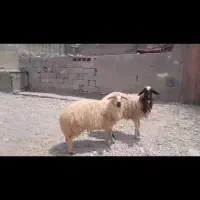 قوچ چاق