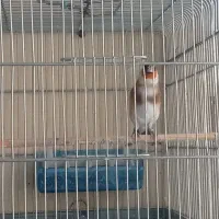 سهره و سهره قناری|پرنده|ملایر, |دیوار